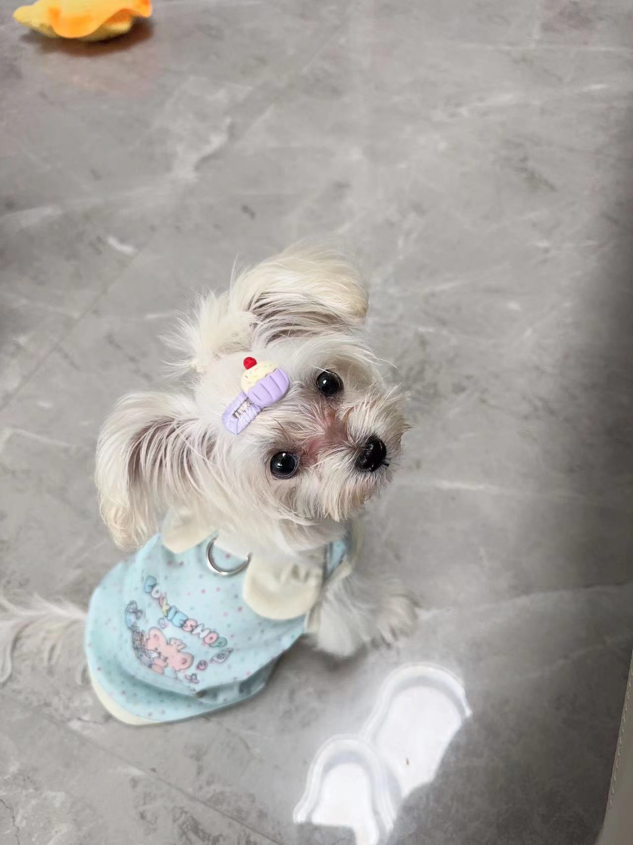 马尔1800出
活泼可爱健康，疫苗齐全